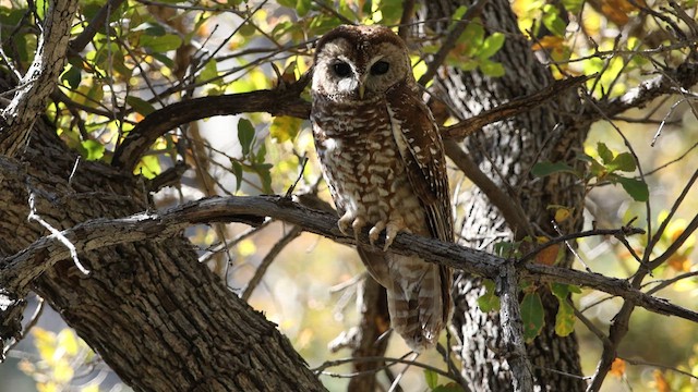Spotted Owl (Mexican) - ML617984798