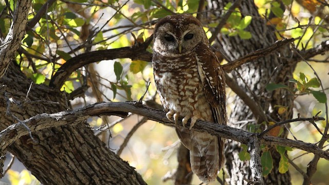 Spotted Owl (Mexican) - ML617984805