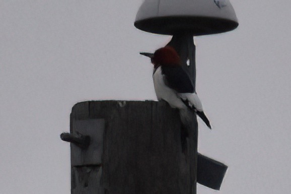 Red-headed Woodpecker - ML617984819