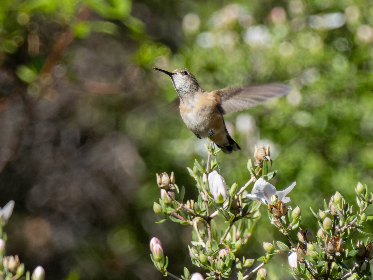 Calliope Hummingbird - ML617984881
