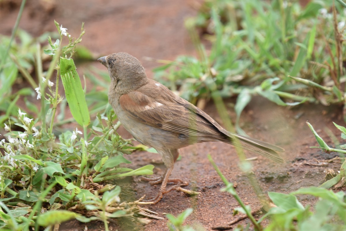 Northern Gray-headed Sparrow - ML617984909