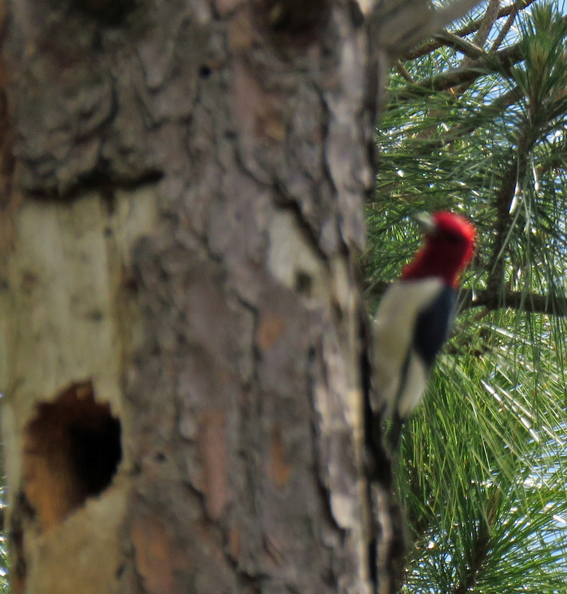 Red-headed Woodpecker - ML617984921