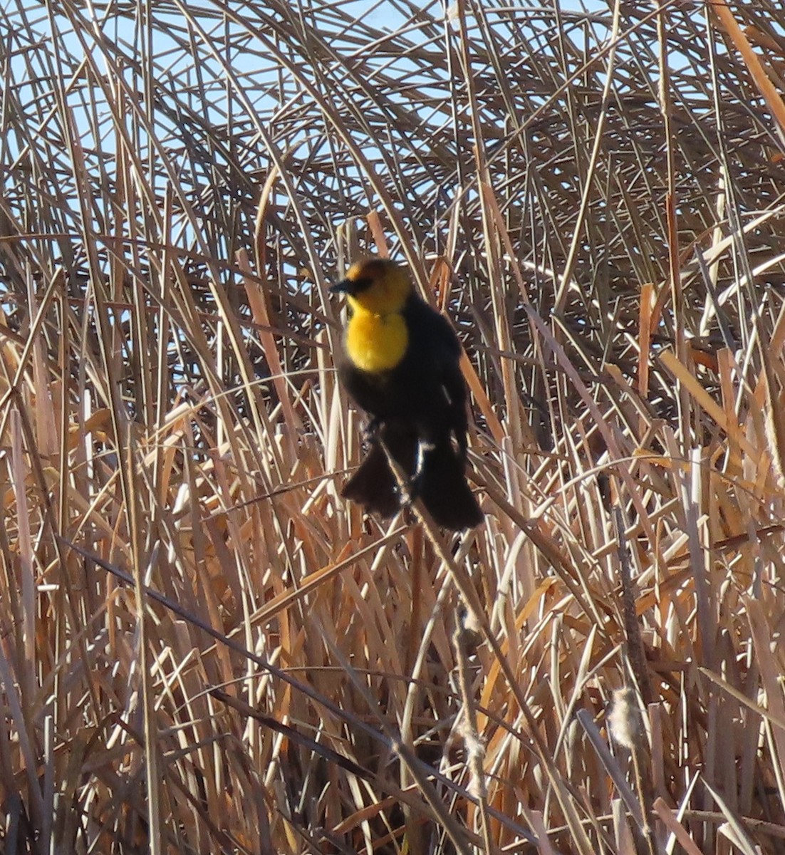 Yellow-headed Blackbird - ML617984974