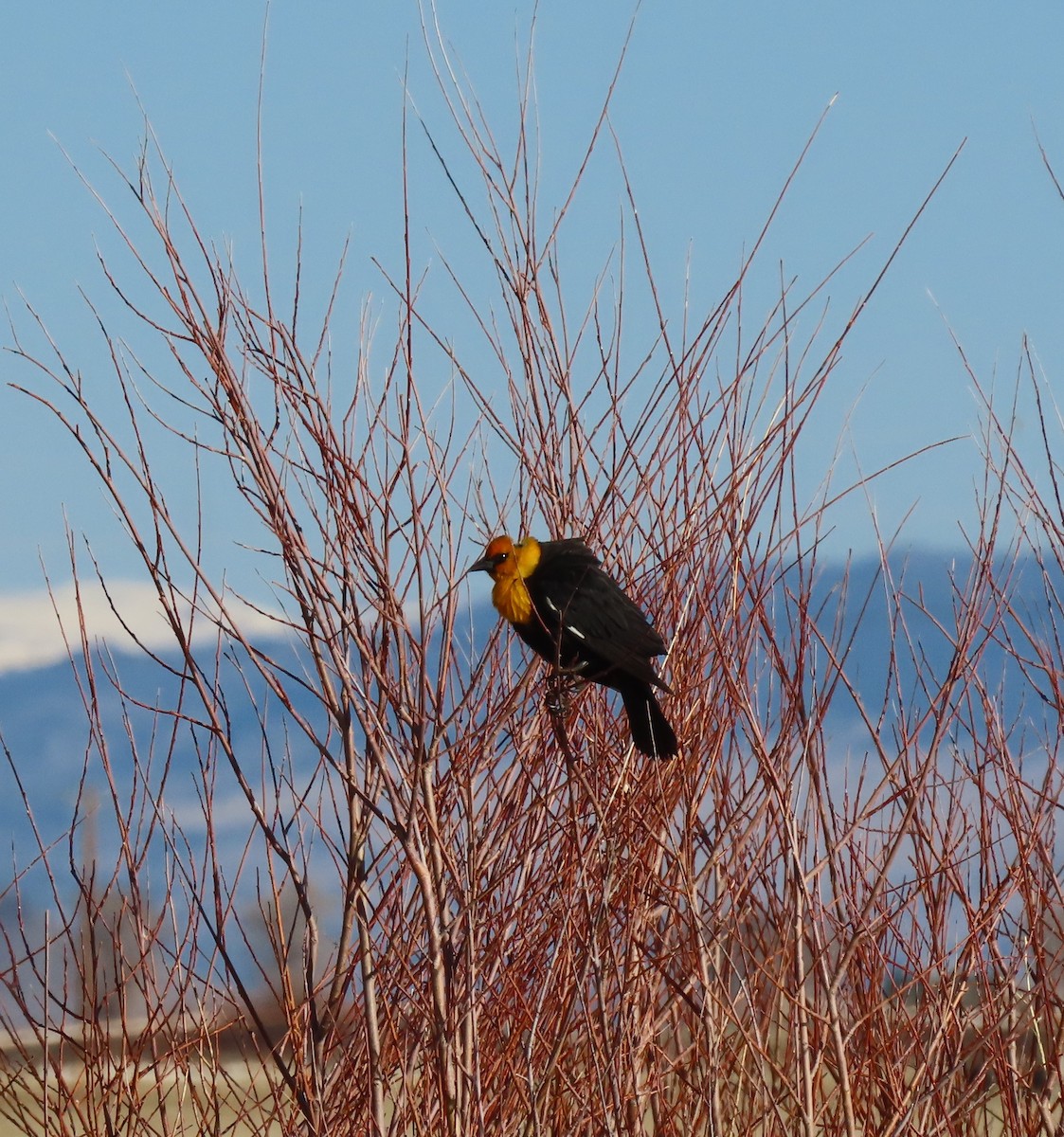 Yellow-headed Blackbird - ML617984975
