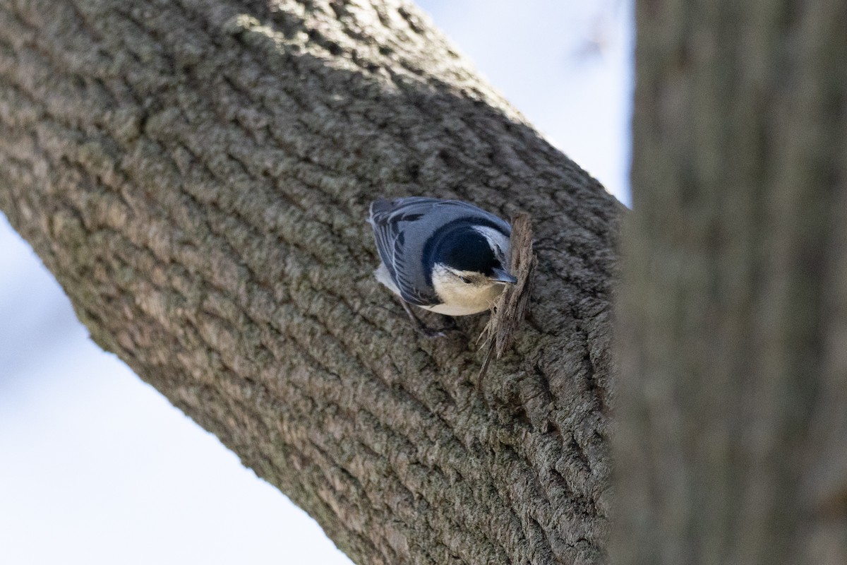White-breasted Nuthatch - Scott Marnoy