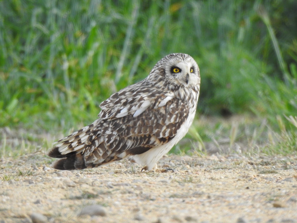 Short-eared Owl - ML617985001