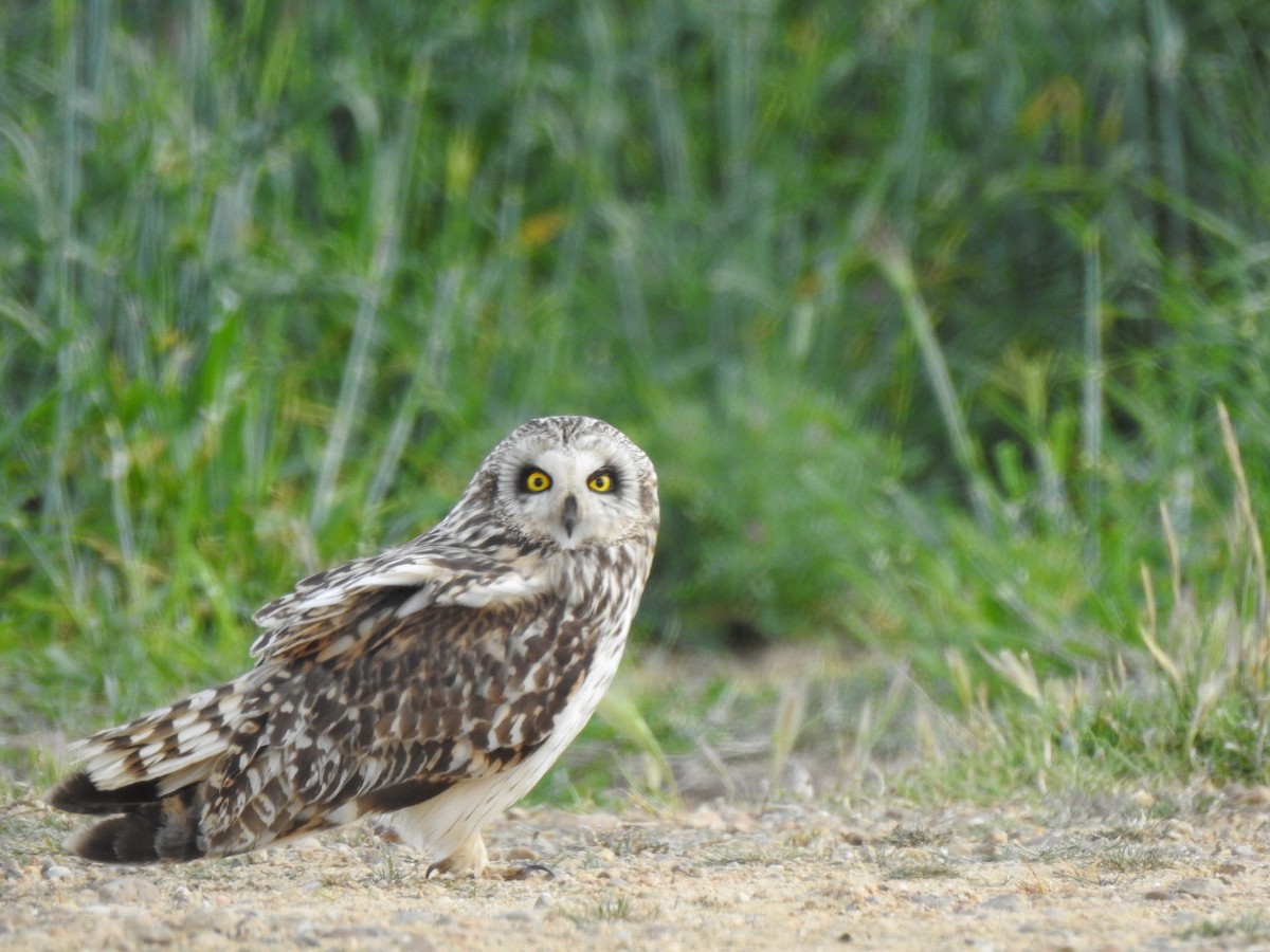 Short-eared Owl - ML617985002
