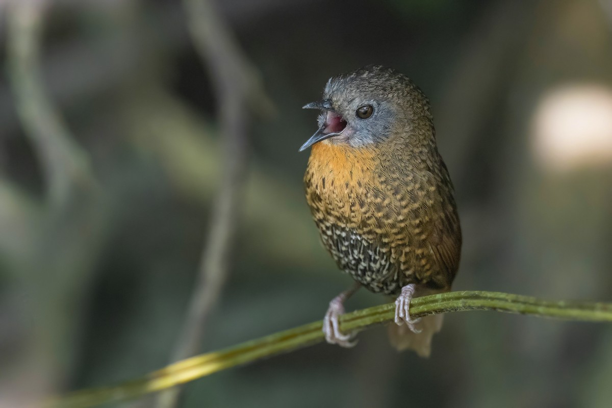 Rufous-throated Wren-Babbler - Chris Venetz | Ornis Birding Expeditions