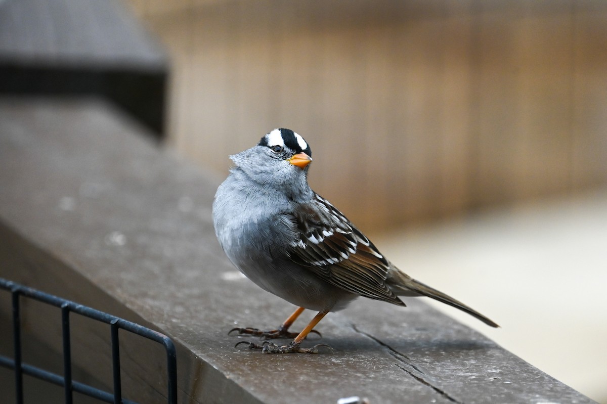 White-crowned Sparrow - Matt Blaze
