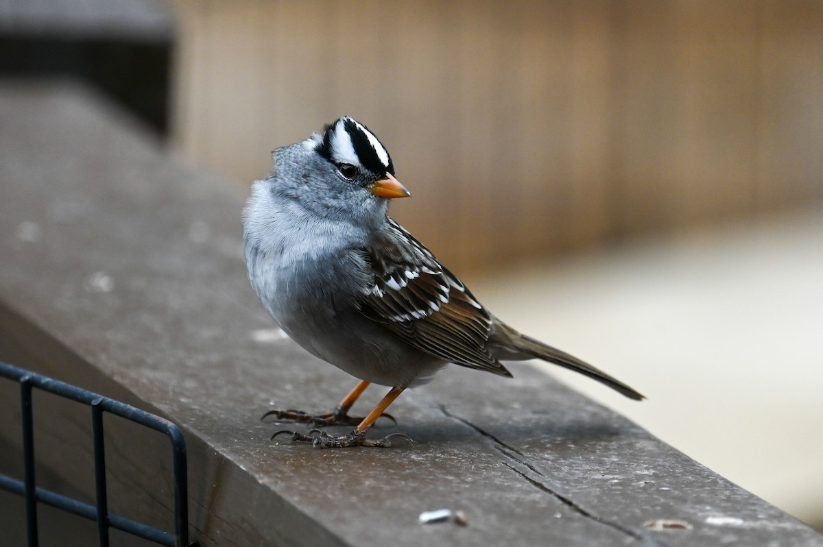 White-crowned Sparrow - ML617985053