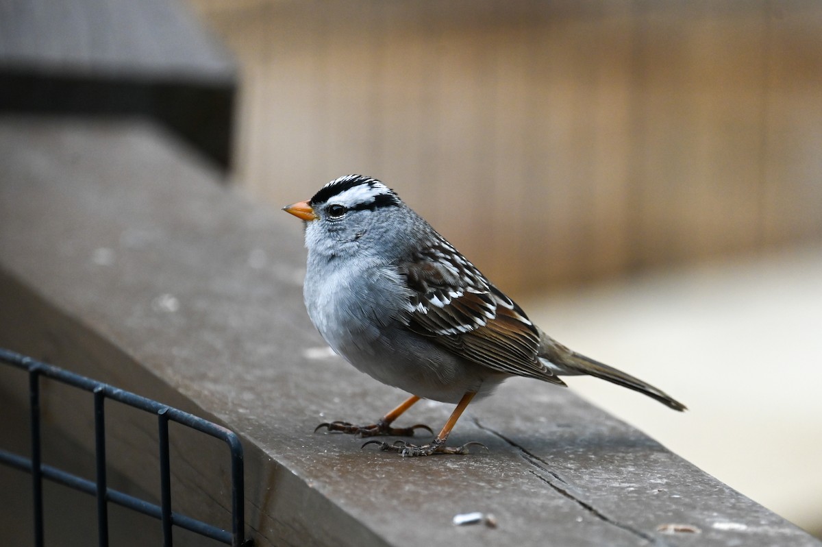 White-crowned Sparrow - ML617985054