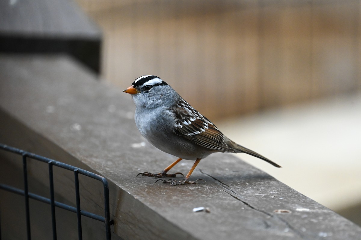 White-crowned Sparrow - Matt Blaze