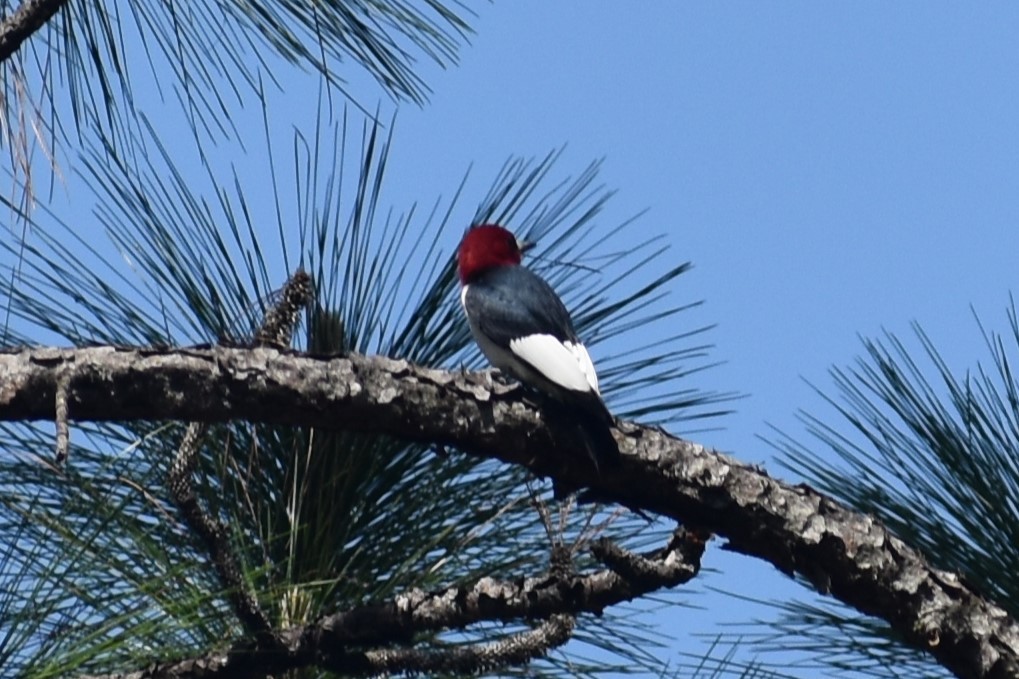 Red-headed Woodpecker - ML617985061