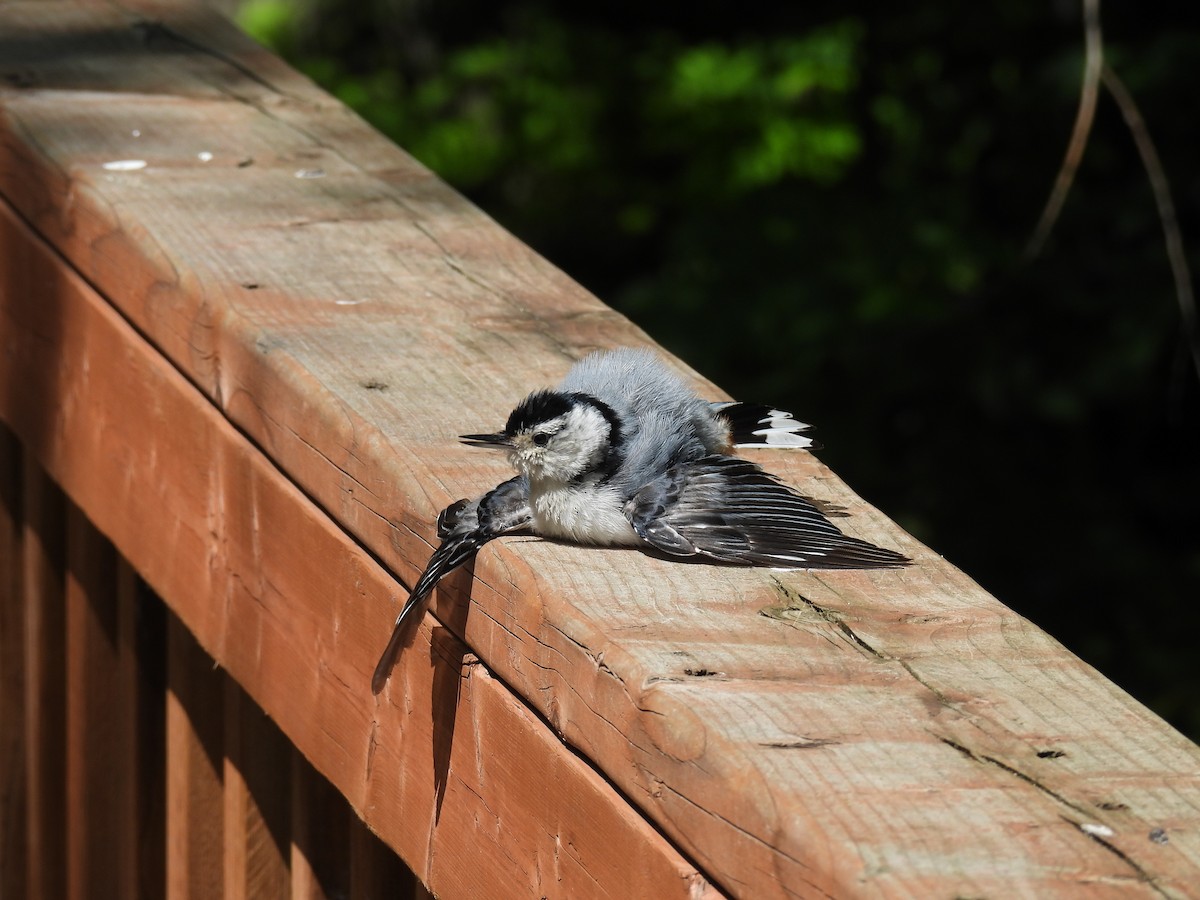White-breasted Nuthatch - ML617985069