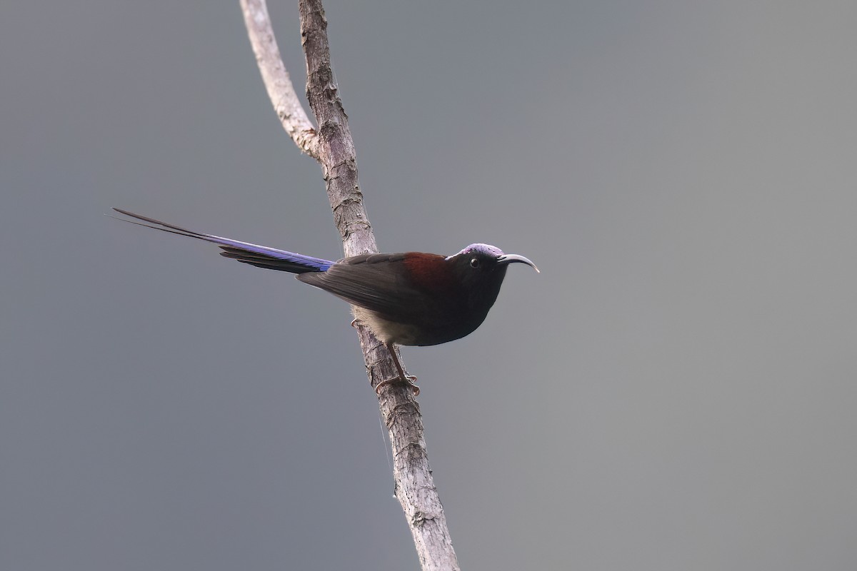 Black-throated Sunbird - ML617985071