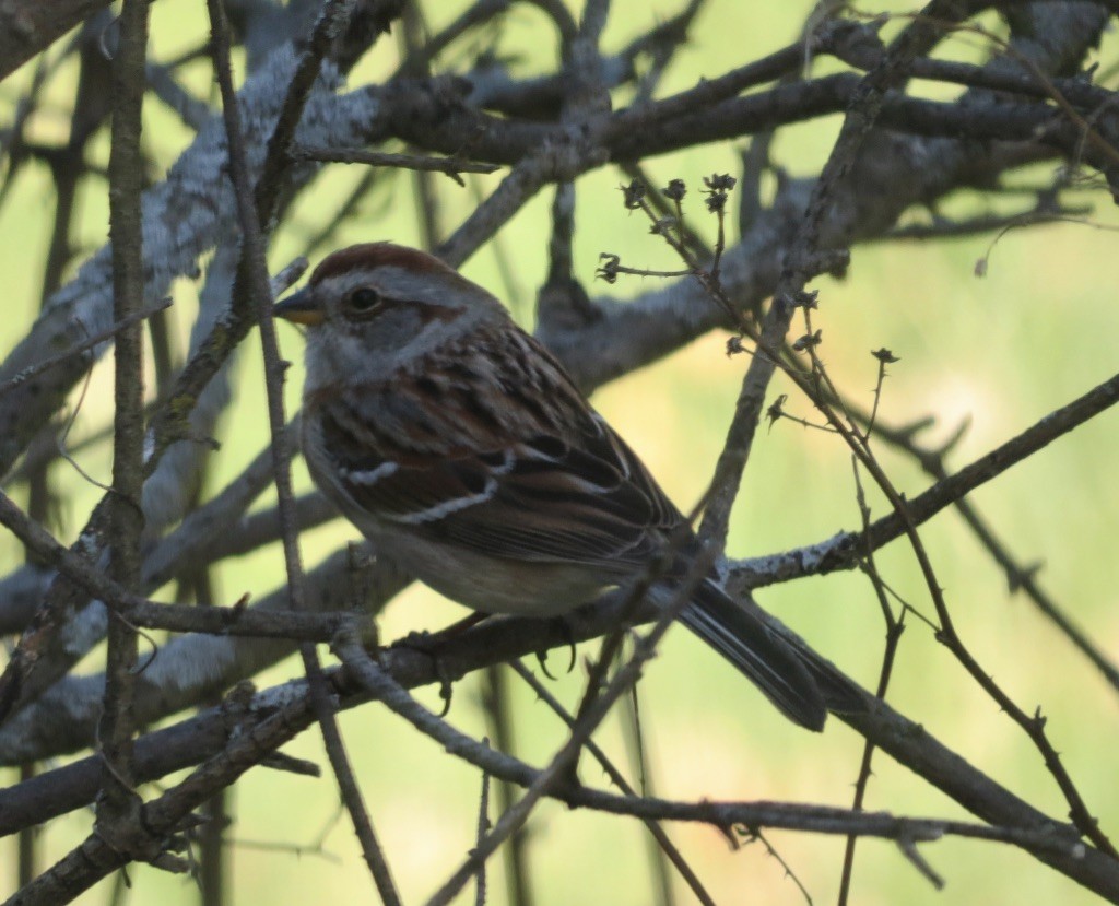 American Tree Sparrow - Gael Hurley