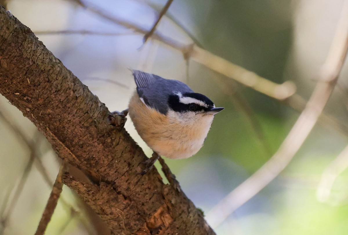 Red-breasted Nuthatch - ML617985116
