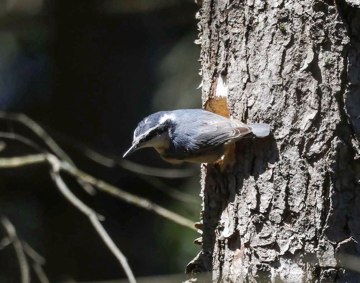 Red-breasted Nuthatch - ML617985117