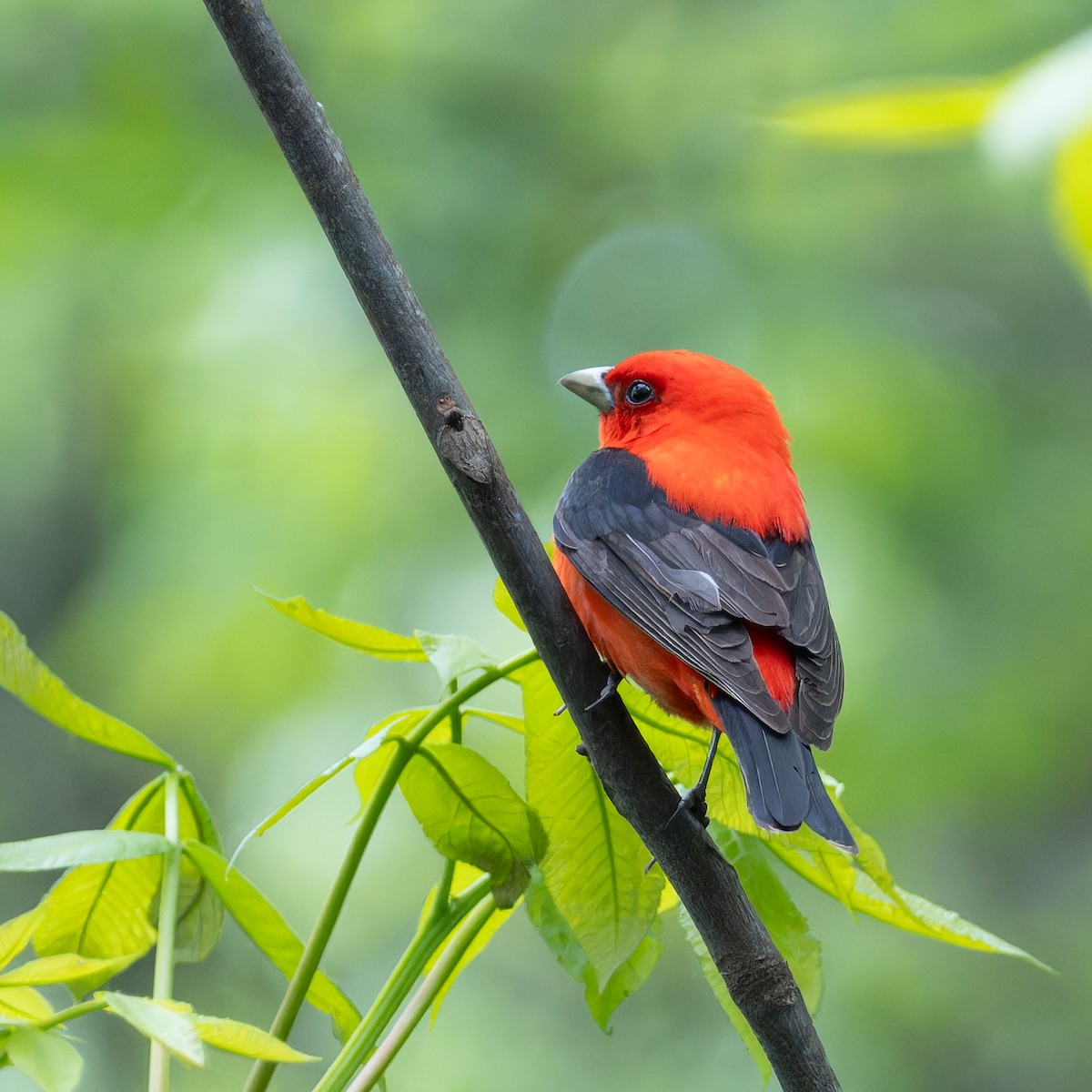 Scarlet Tanager - ML617985123