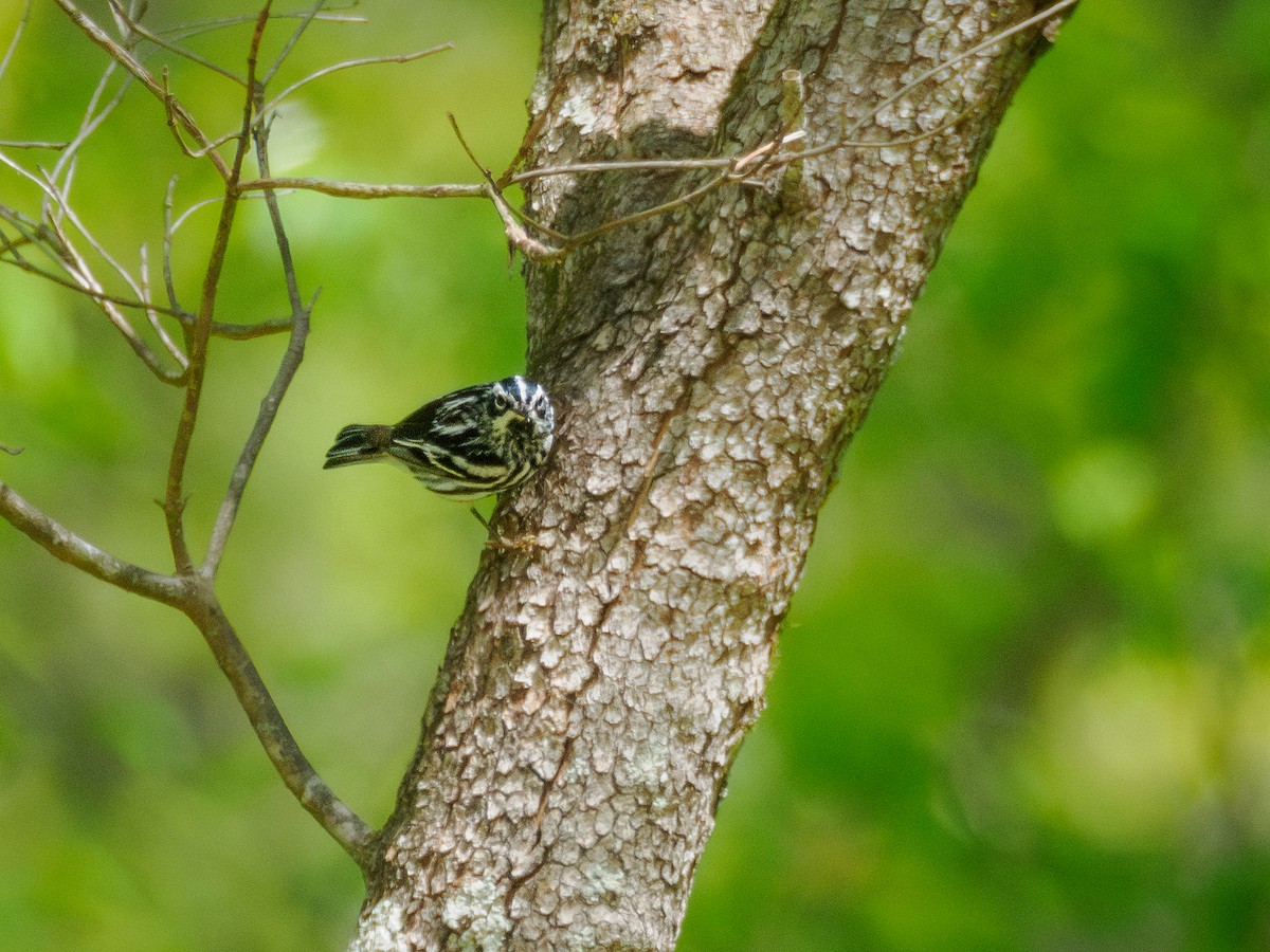 Black-and-white Warbler - ML617985137