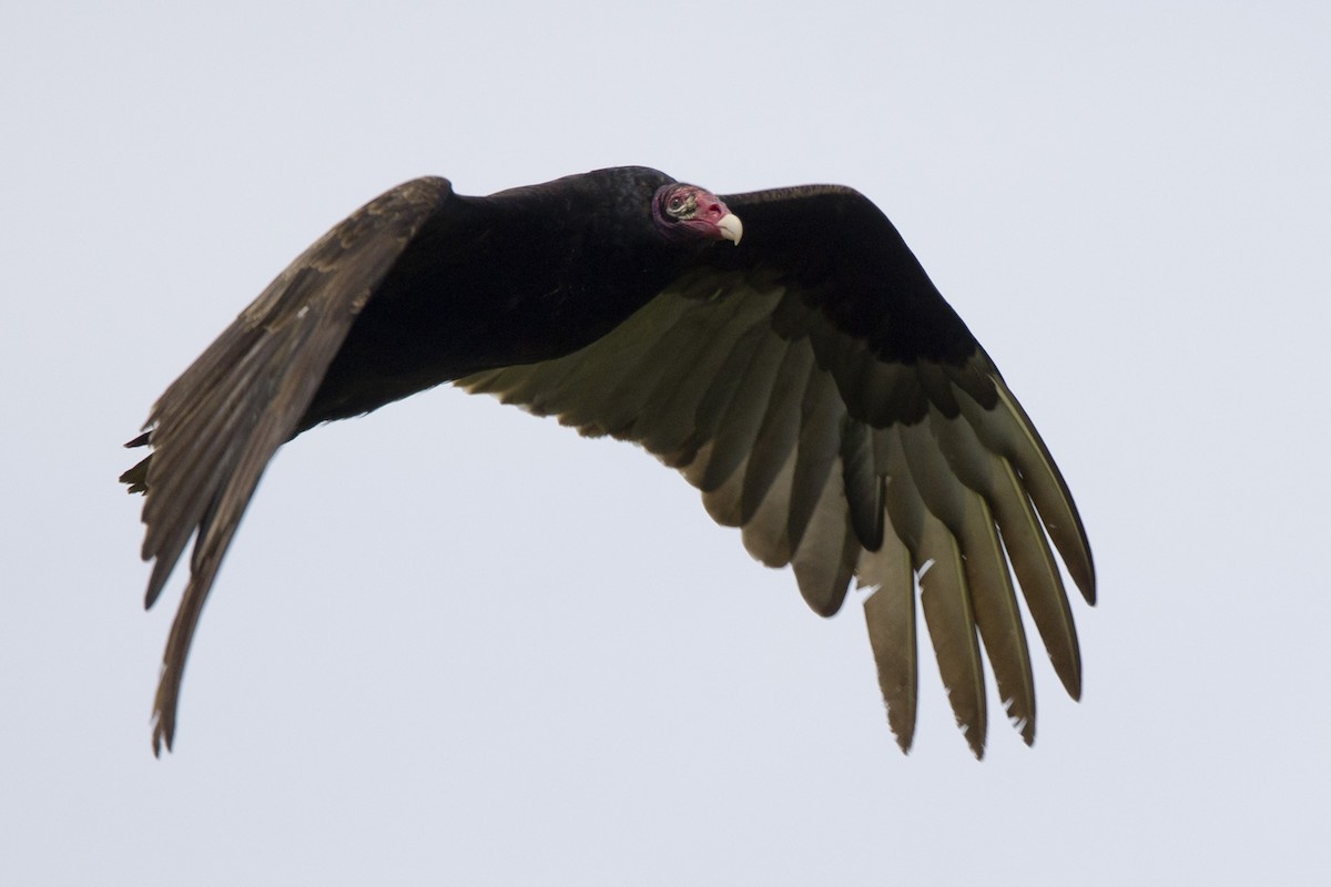 Turkey Vulture - ML617985156