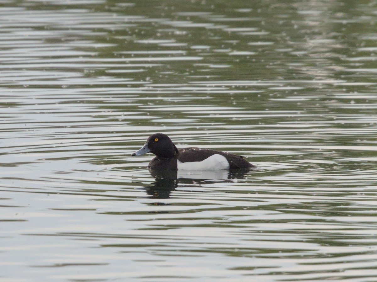 Tufted Duck - ML617985213
