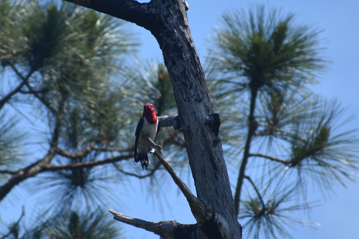 Red-headed Woodpecker - ML617985223