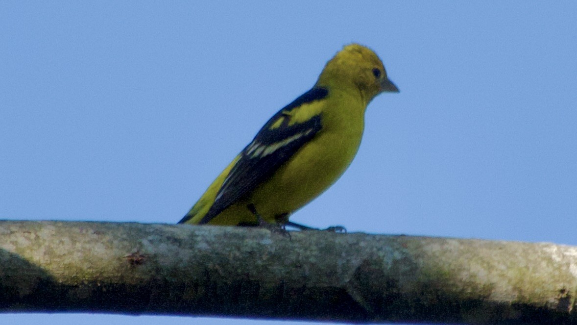 Western Tanager - ML617985243