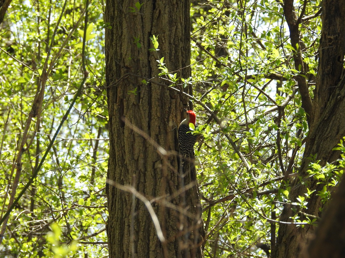 Red-bellied Woodpecker - ML617985269