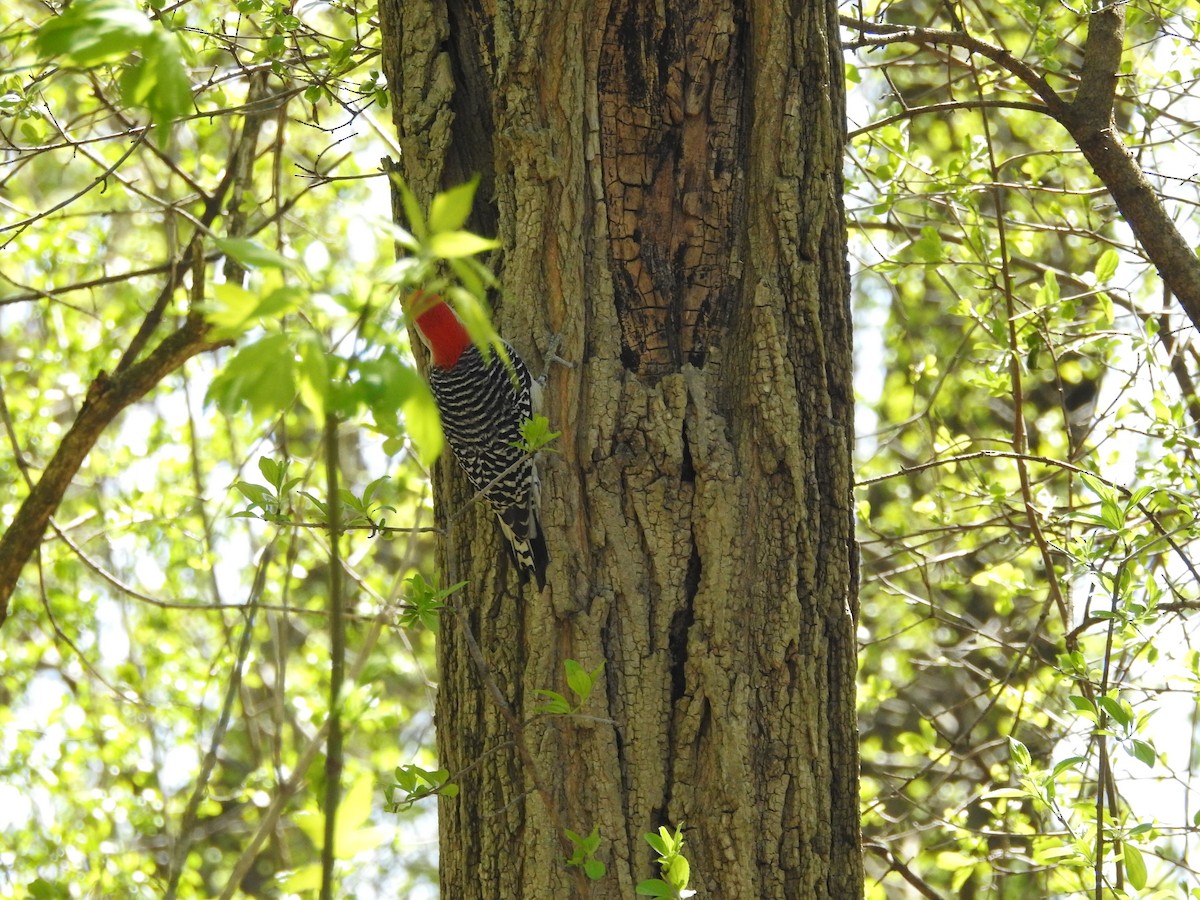 Red-bellied Woodpecker - Kevin Slattery