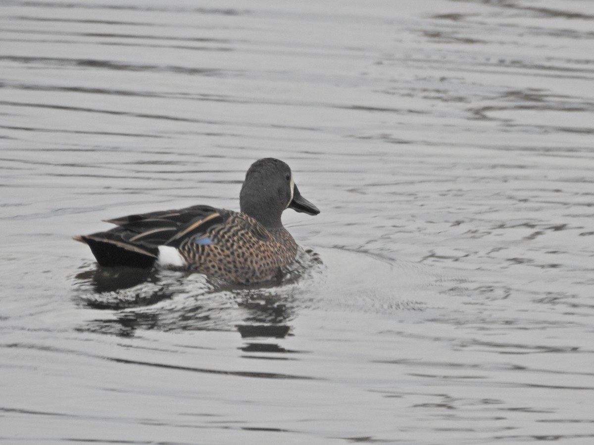 Blue-winged Teal - ML617985275