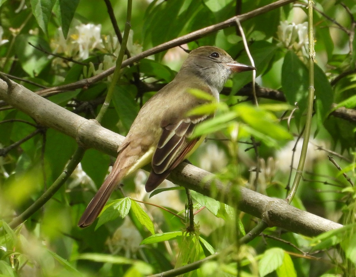 Great Crested Flycatcher - ML617985281