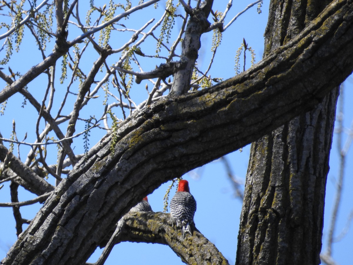Red-bellied Woodpecker - ML617985286
