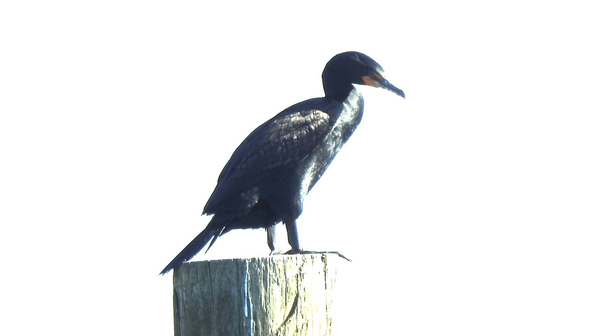 cormorant sp. - ML617985300