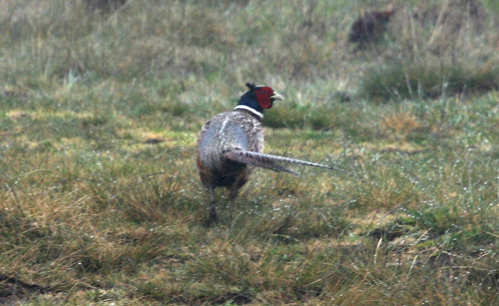 Ring-necked Pheasant - ML617985310