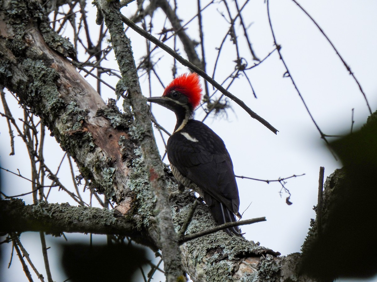 Lineated Woodpecker - wilson ortega