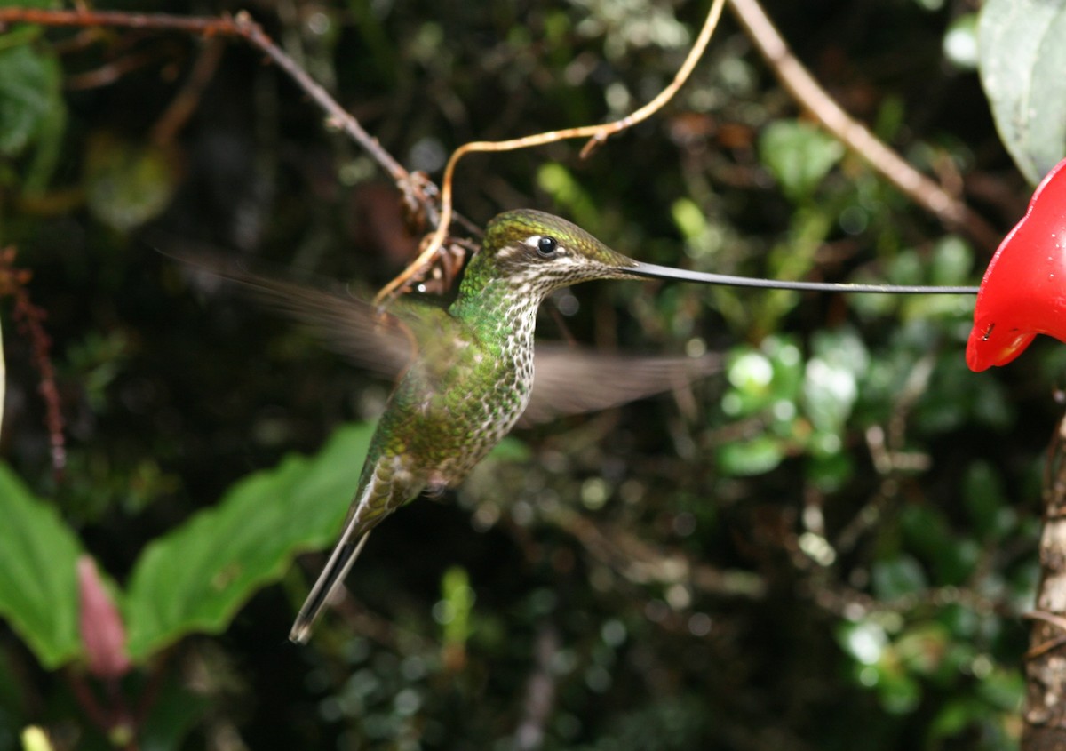 Sword-billed Hummingbird - Mike Brady