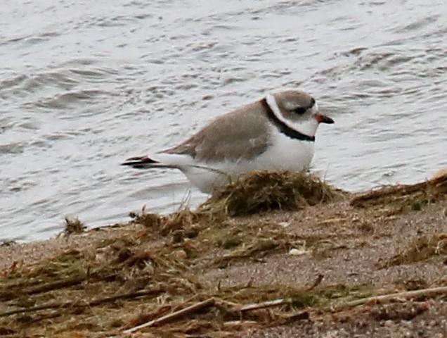 Piping Plover - ML617985436