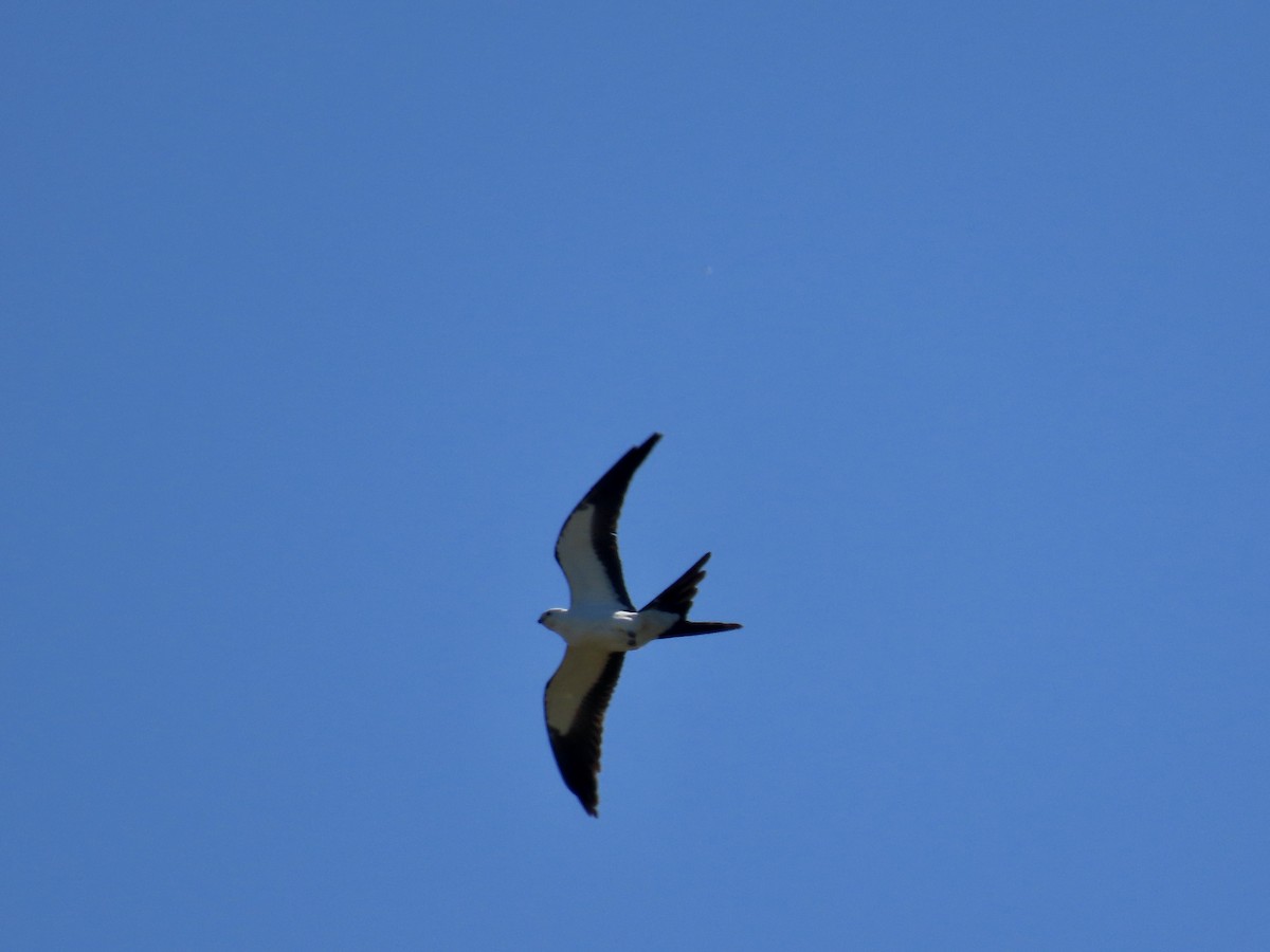 Swallow-tailed Kite - ML617985445