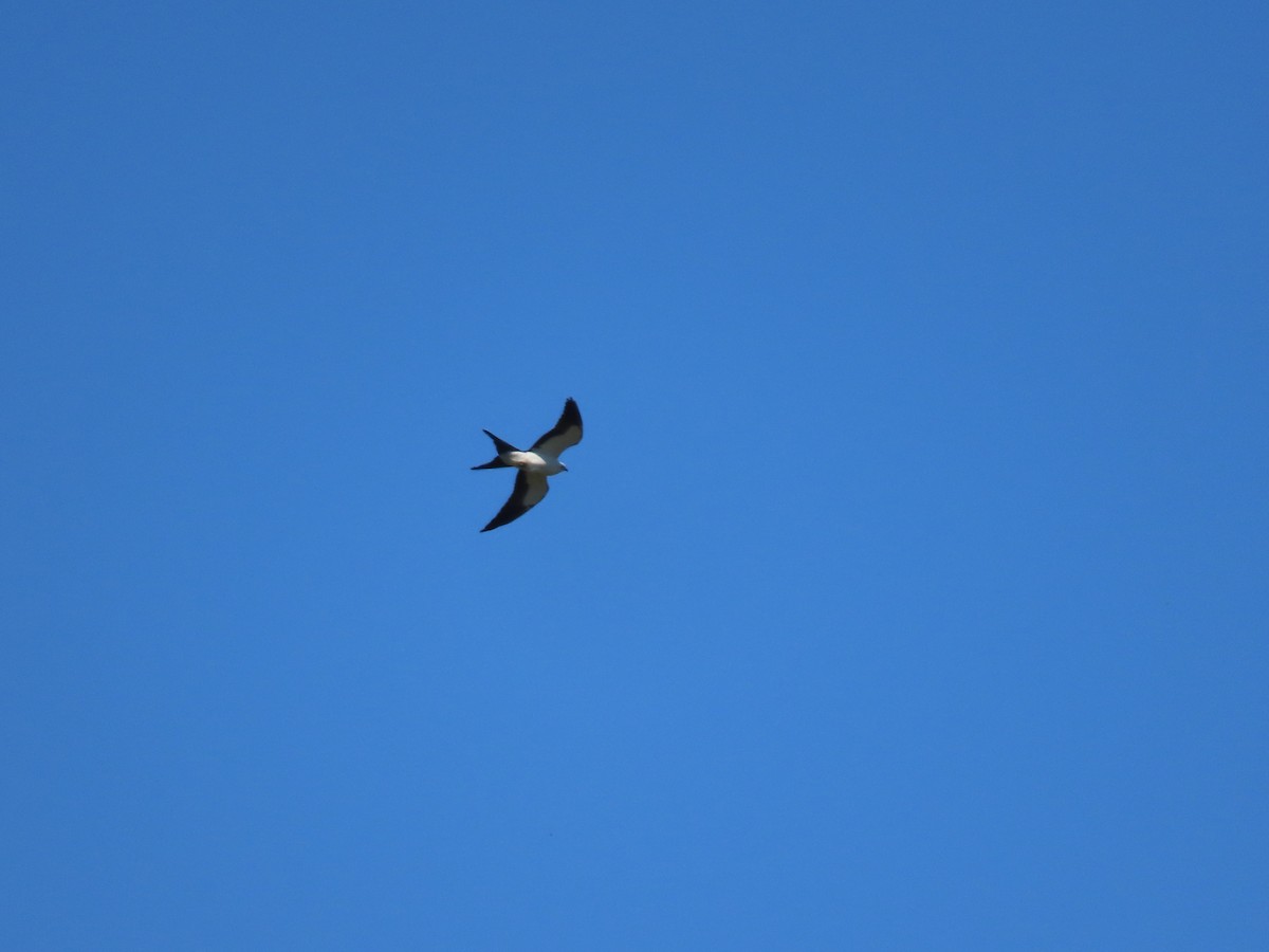 Swallow-tailed Kite - ML617985446