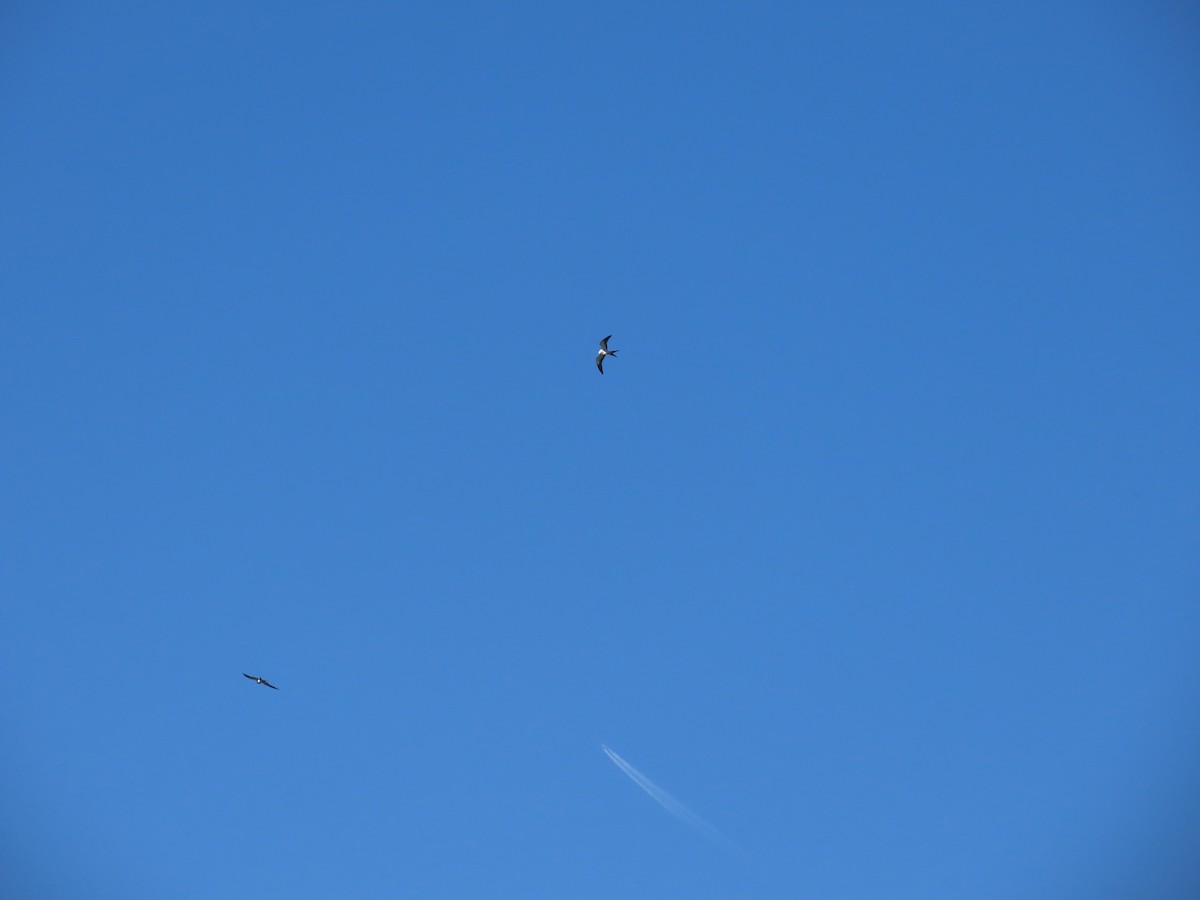 Swallow-tailed Kite - ML617985447