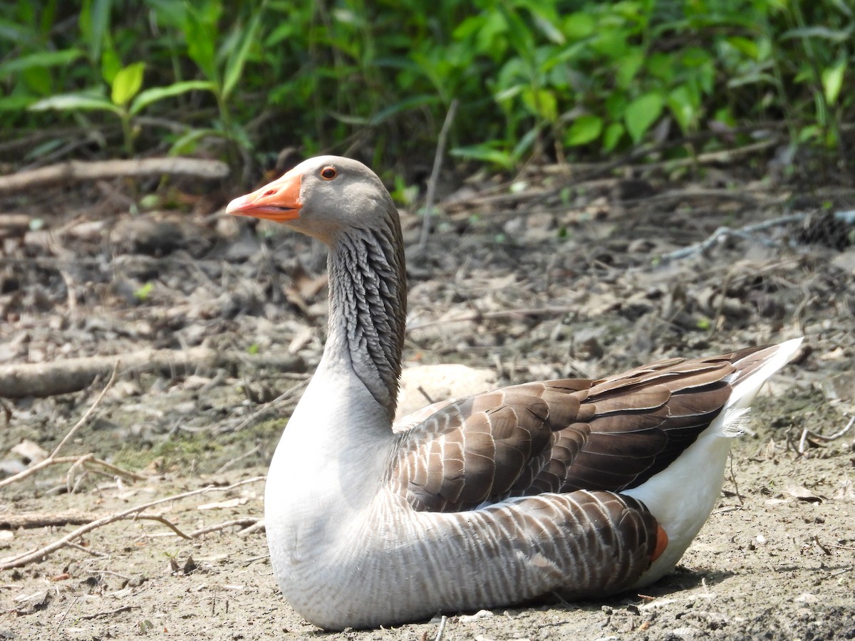 Graylag Goose (Domestic type) - ML617985448