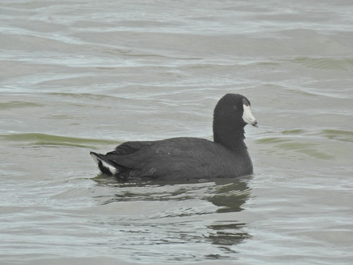 American Coot - Bruce White