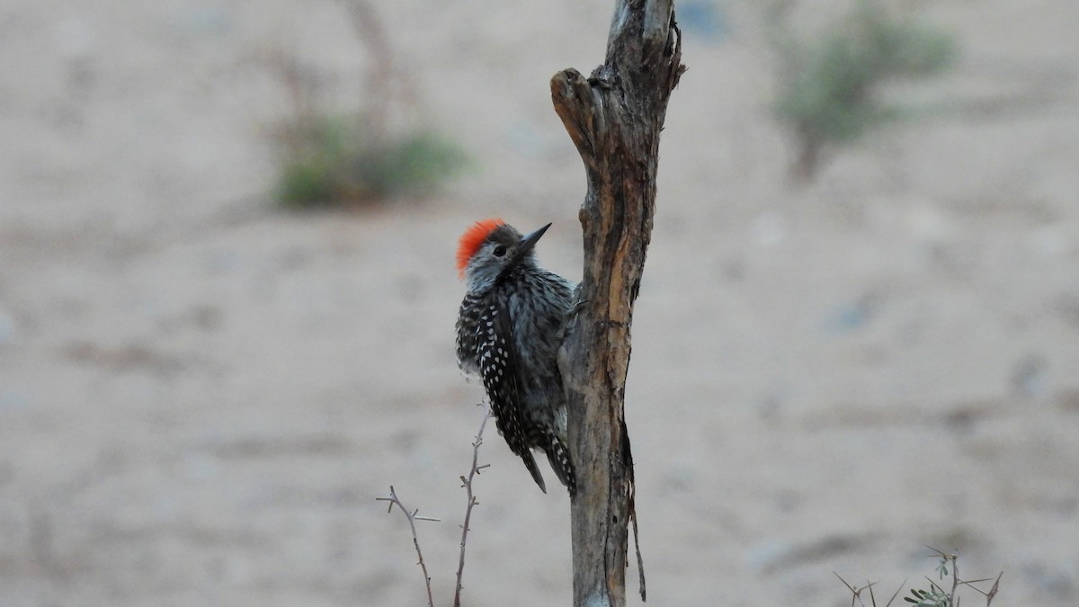Cardinal Woodpecker - ML617985492
