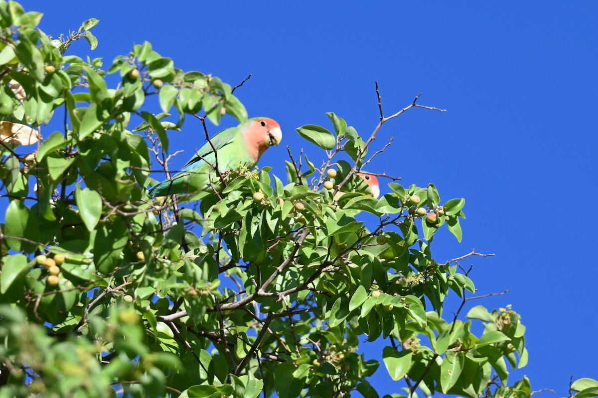 Rosy-faced Lovebird - ML617985532
