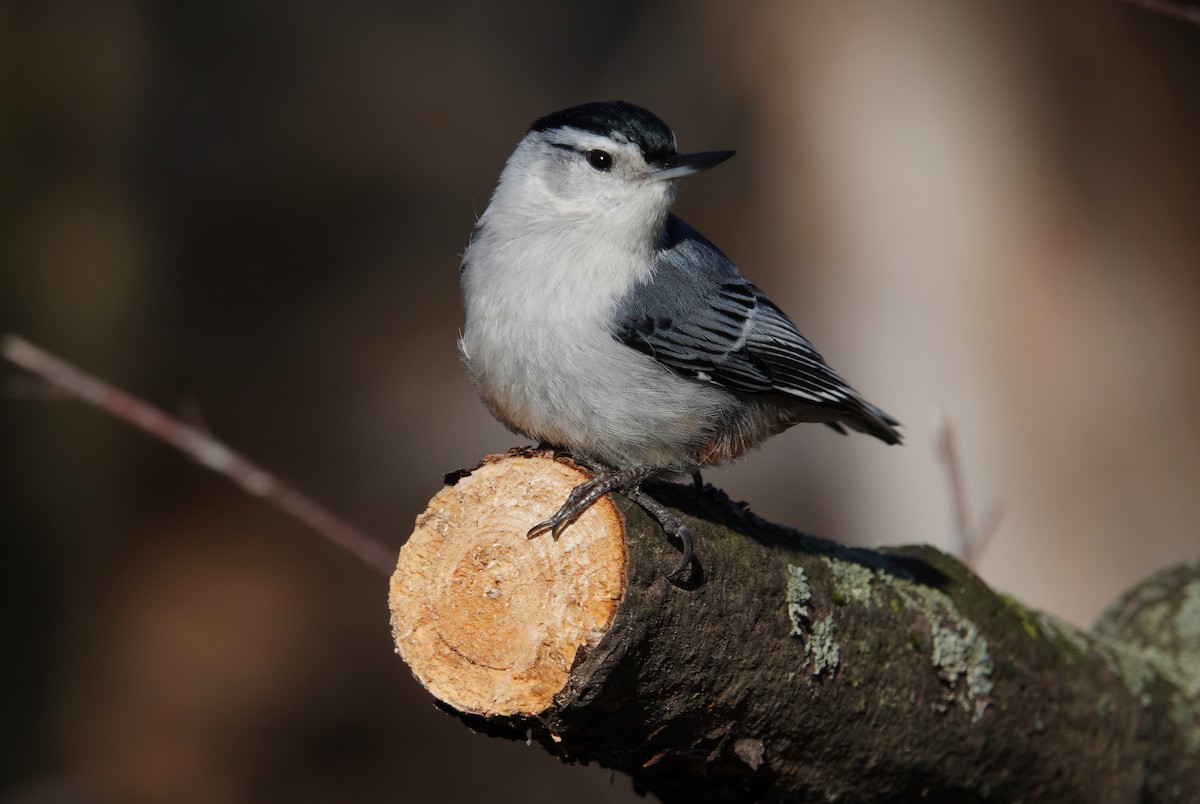 White-breasted Nuthatch - Danielle Cayer