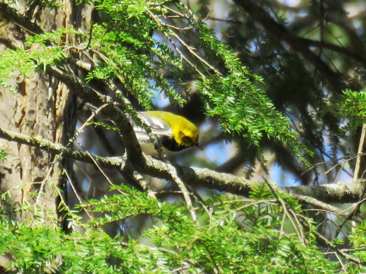 Black-throated Green Warbler - ML617985627