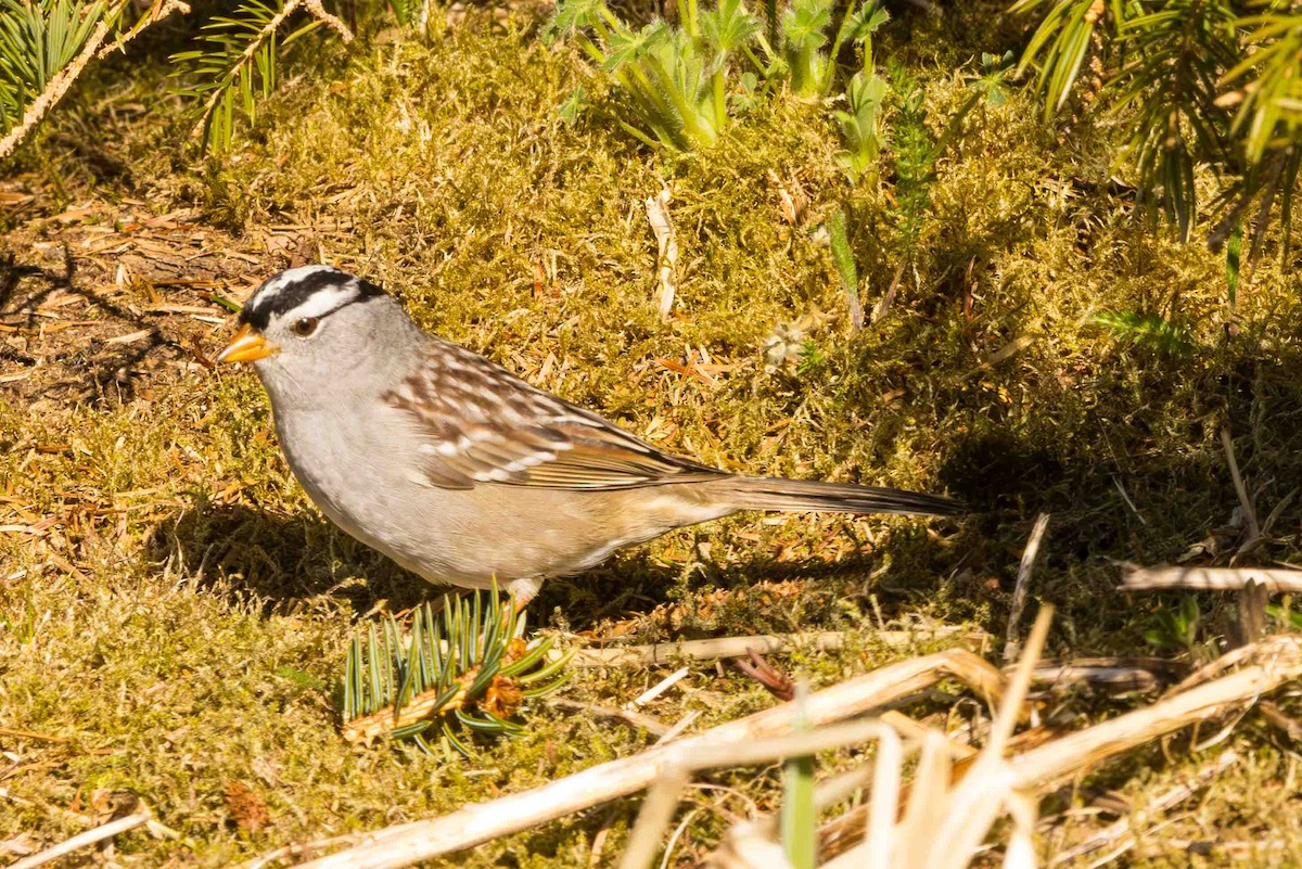 White-crowned Sparrow - ML617985634