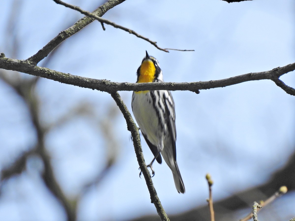 Yellow-throated Warbler - ML617985642