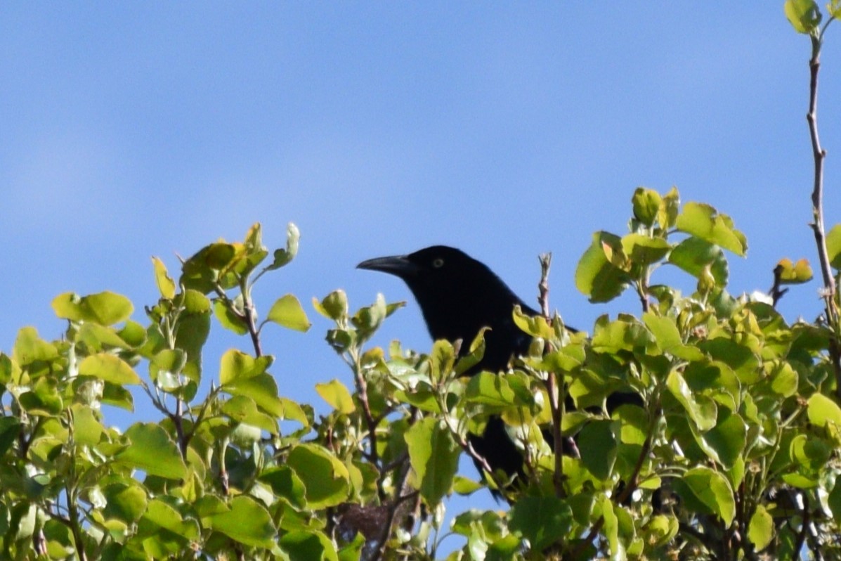 Great-tailed Grackle (Great-tailed) - ML617985649